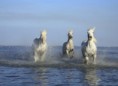 /album/quinto-varios/h-406-trio-de-caballos-blancos-jpg/